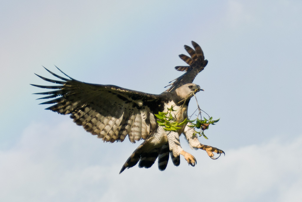 Harpy Eagle with prey