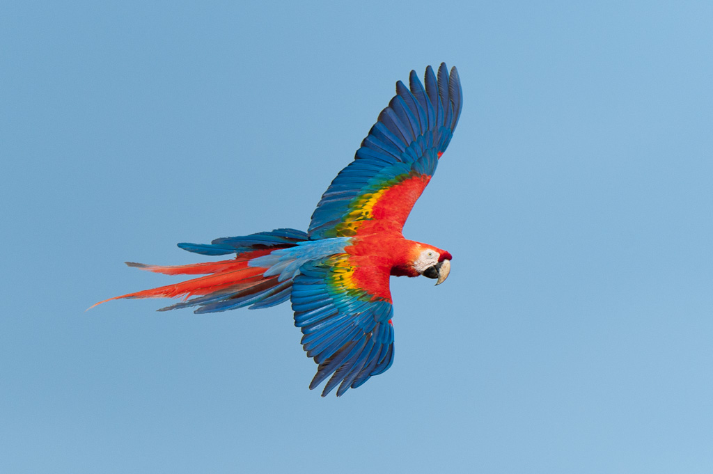 Scarlet Macaw - Ara macao
