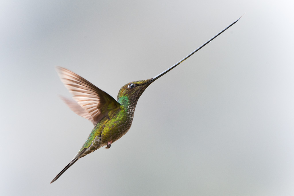 Sword-billed Hummingbird - Colibri porte-pe
