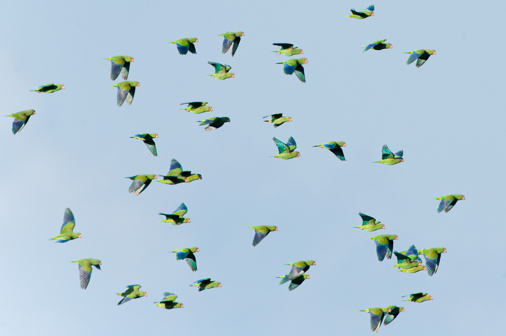 Touis de DevilleCobalt-winged Parakeets