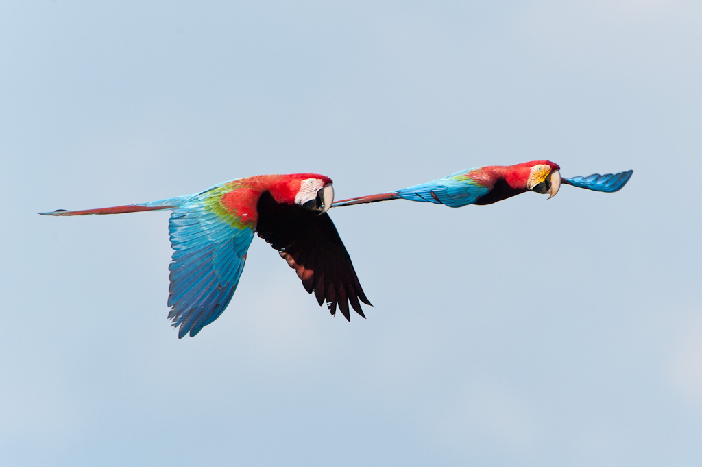 Aras chloroptèresRed-and-green Macaws