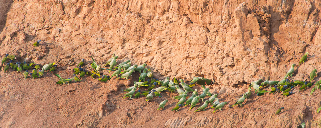Colpa de TambopataTambopata Claylick