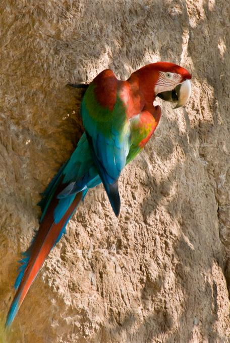 Ara chloroptèreRed-and-green Macaw