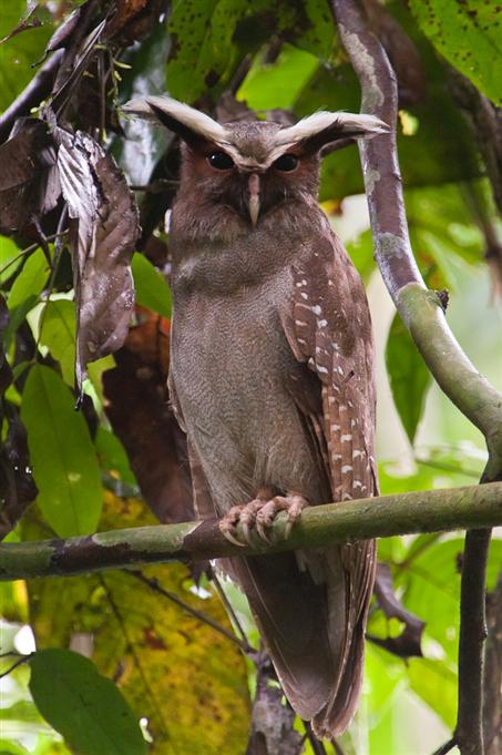 Duc à aigrettesCrested Owl