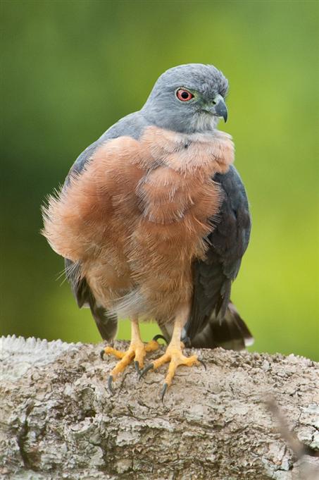 Milan bidentéDouble-toothed Kite