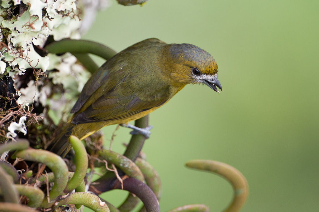 Organiste fardéWhite-lored Euphonia