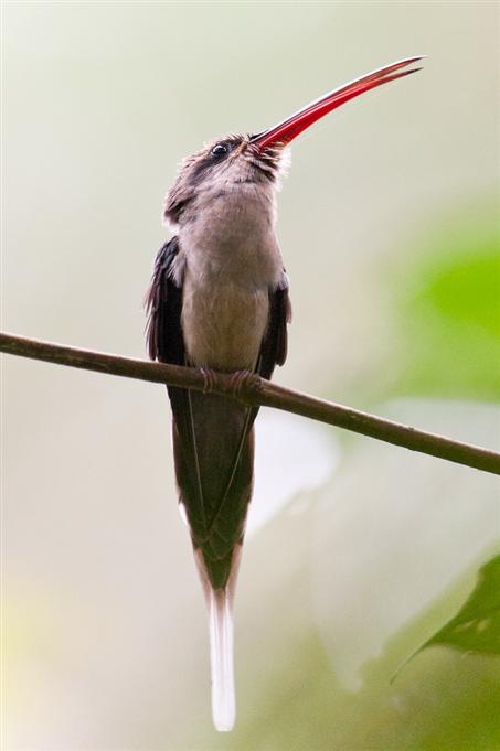 Ermite à long becGreat-billed Hermit