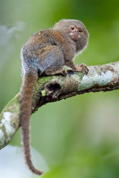 Ouistiti pygméPygmy Marmoset