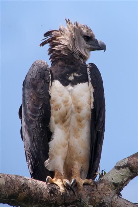 Femelle de Harpie féroceHarpy Eagle, female