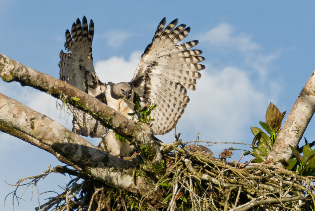 Femelle de Harpie féroce arrivant à l'aire, établie à 32 mètres de hauteurHarpy Eagle female arriving at nest situated 32 meters high