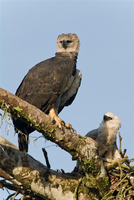 Femelle de Harpie féroce et jeune âgé de 3 moisHarpy Eagle female and chick of 3 months old