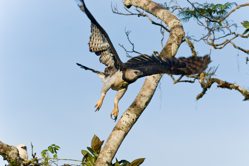 A l'aire de la Harpie féroceHarpy Eagle female taking flight
