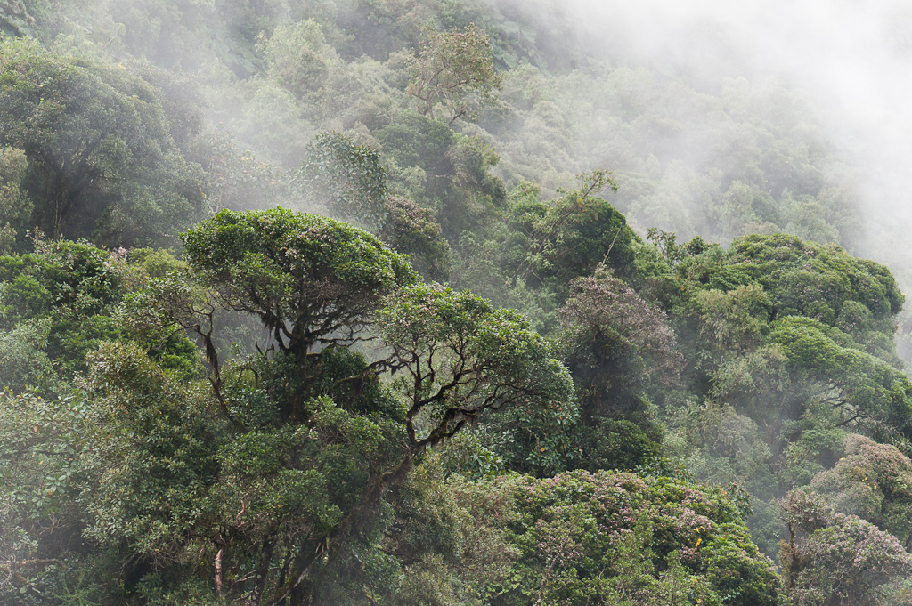 Forêt primaire de Polylepis, Yanacocha, 3.500 m.Primary forest of Polylepis, Yanacocha, 2.000 masl