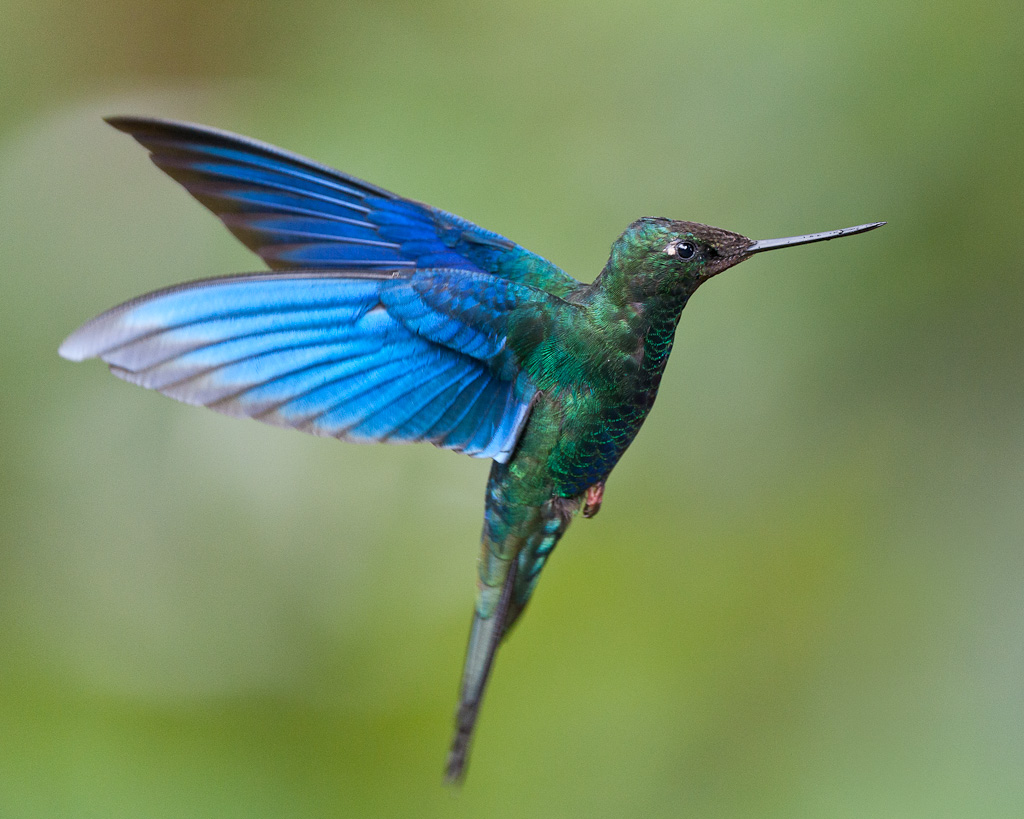 Colibri à aile saphir, Yanacocha, 3.500 mètres d'altitudeGreat Sapphirewing, Yanacocha