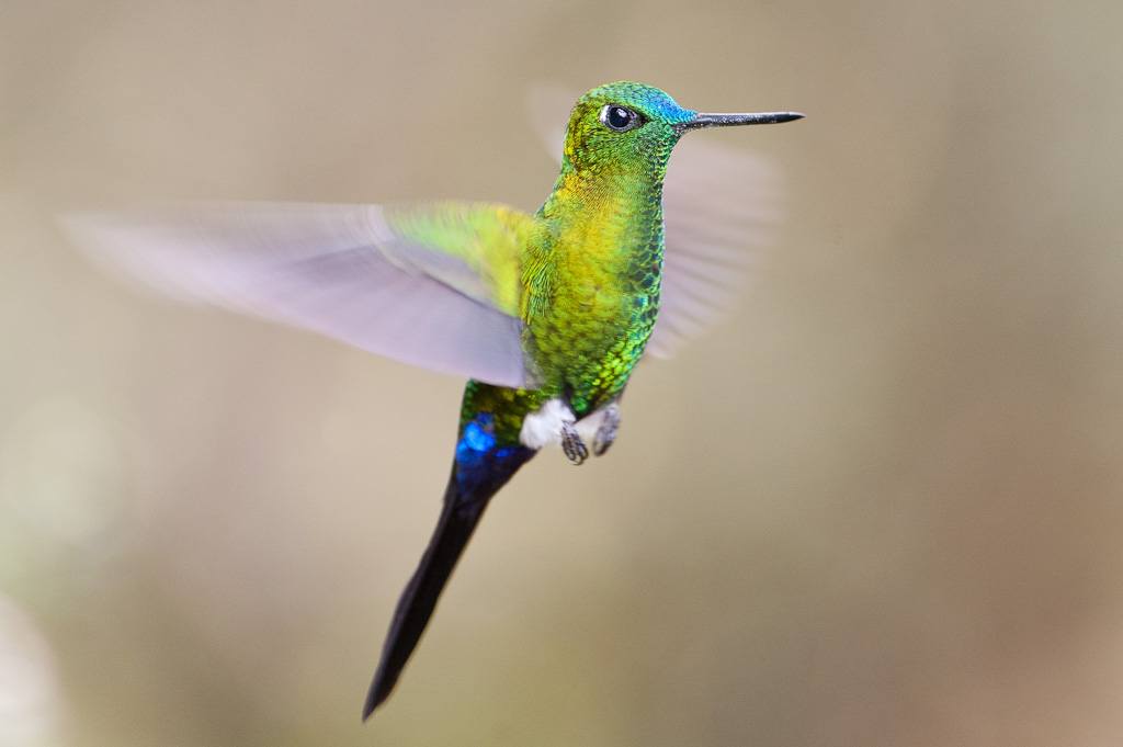 Erione de Buquet, YanacochaSapphire-vented Puffleg, Yanacocha