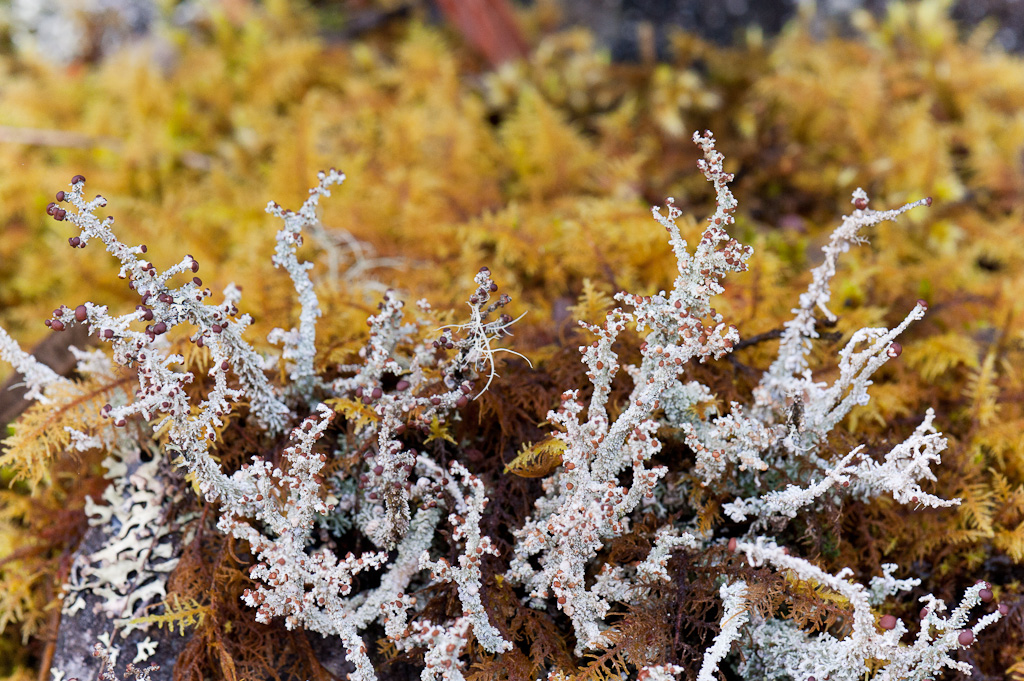 Lichens, YanacochaLichens, Yanacocha
