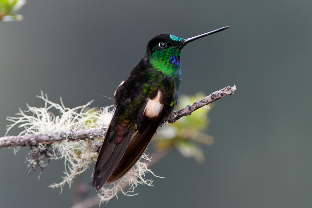 Inca à gemme bleu, YanacochaBuff-winged Starfrontlet, Yanacocha