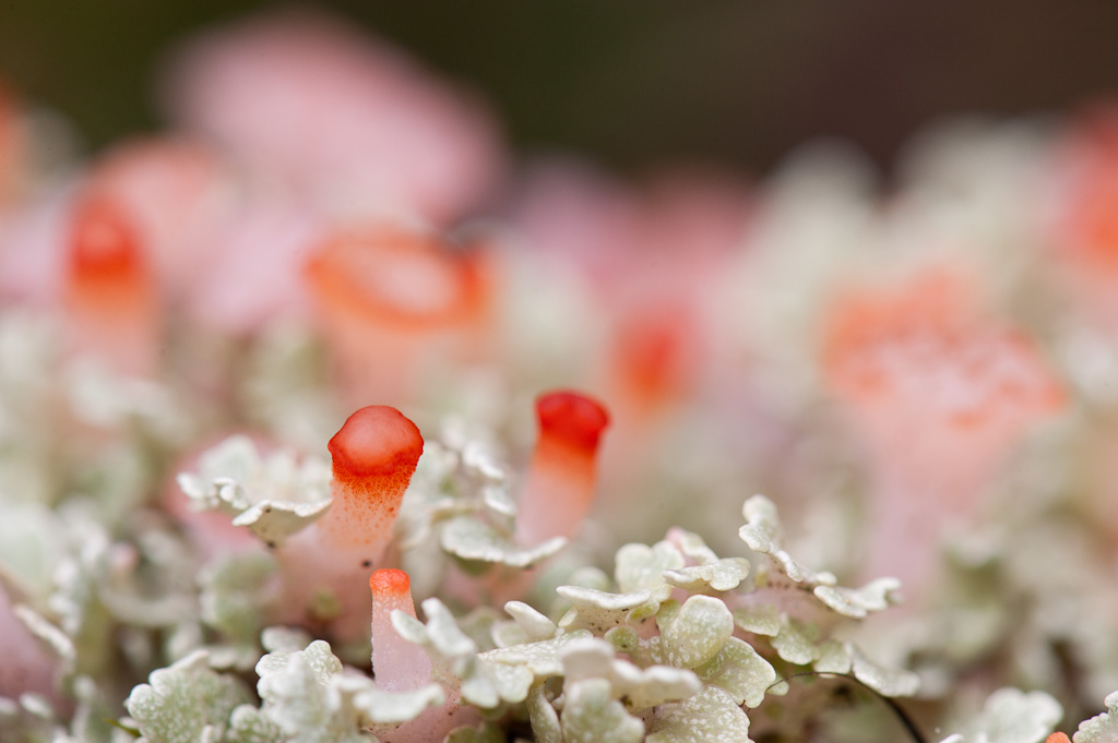 Lichens, YanacochaLichens, Yanacocha