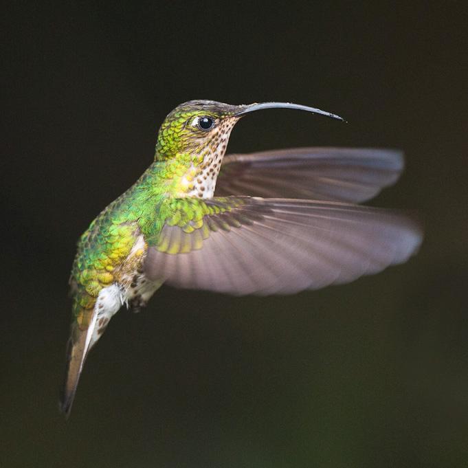 Colibri de Lafresnaye, YanacochaMoutain Velvetbreast, Yanacocha