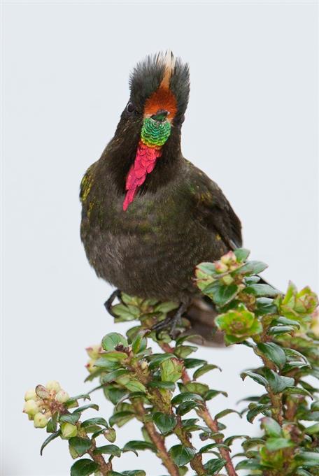 Métallure arc-en-ciel, YanacochaRainbow-bearded Thornbill , Yanacocha