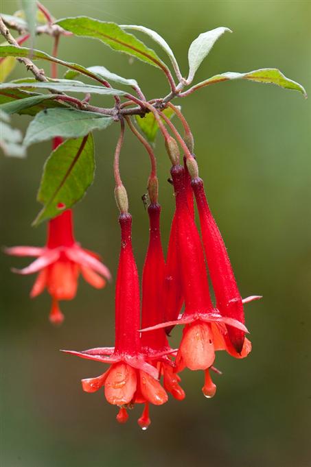 Fuchsia sp., YanacochaFuchsia sp. , Yanacocha