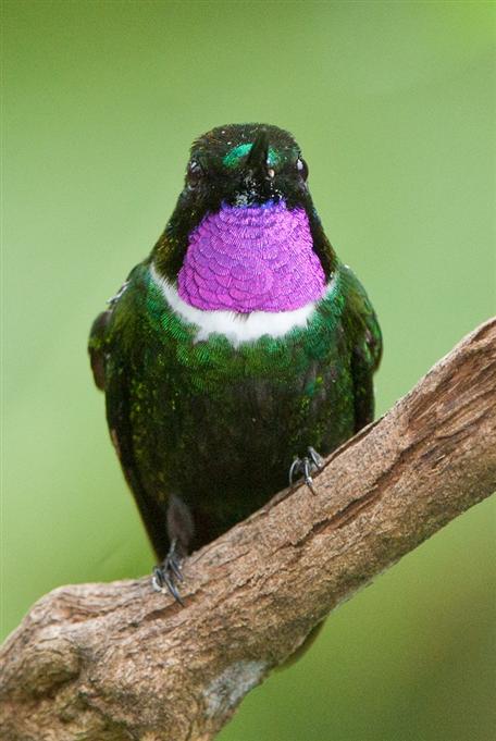 Héliange à queue bleue, YanacochaGorgeted Sunangel, Yanacocha
