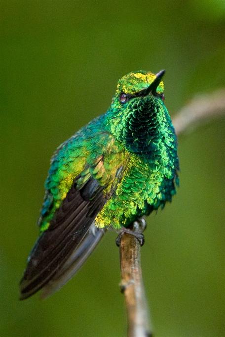 Emeraude des Andes occidentales, vallée de TandayapaWestern Emerald, Tandayapa Valley