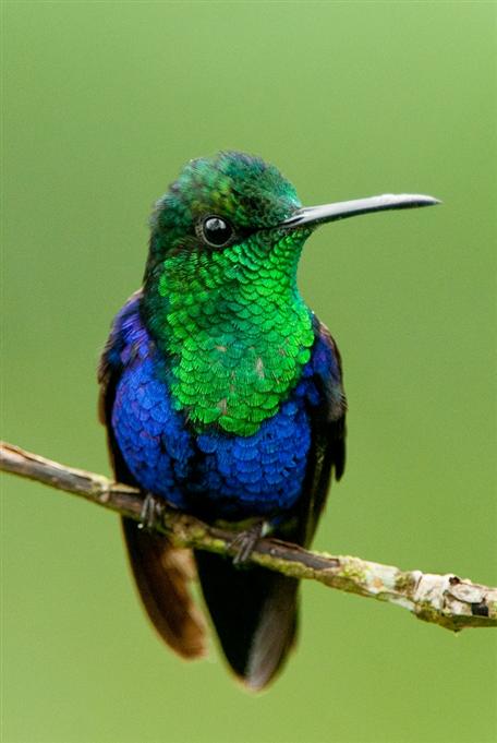 Driade de Fanny, vallée de TandayapaGreen-crowned Woodnymph, Tandayapa Valley