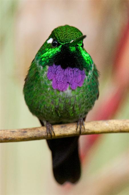 Colibri de Benjamin, vallée de TandayapaPurple-bibbed Whitetip, Tandayapa Valley