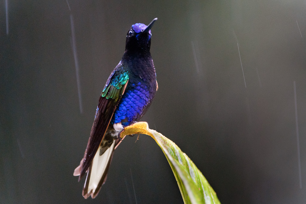 Colibri de Jardine, vallée de TandayapaVelvet-purple Coronet, Tandayapa Valley