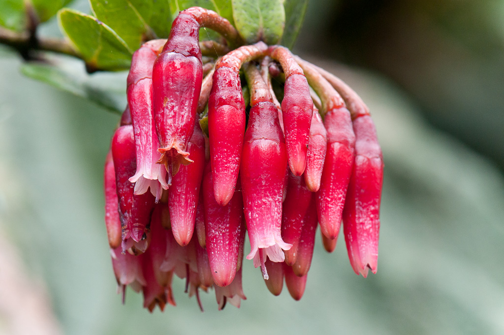 Psammisia sp., Yanacocha