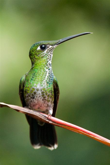 Brillant fer-de-lance, vallée de TandayapaGreen-crowned Brilliant, Tandayapa Valley