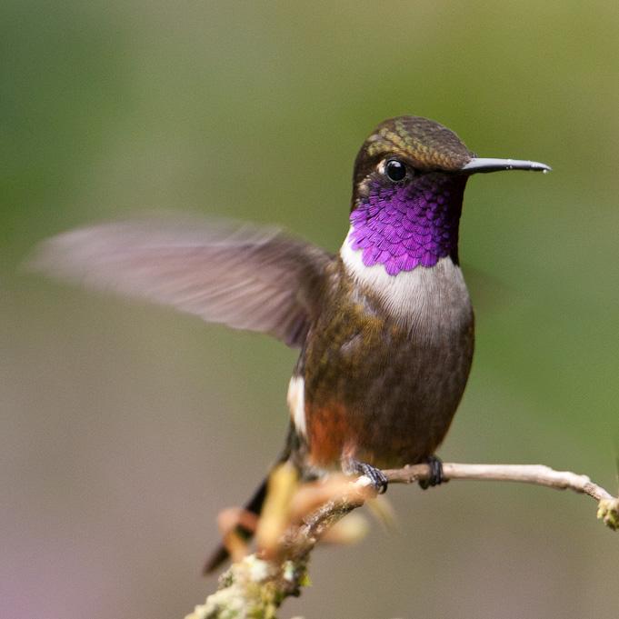 Colibri de Mitchell, vallée de TandayapaPurple-throated Woodstar, Tandayapa Valley