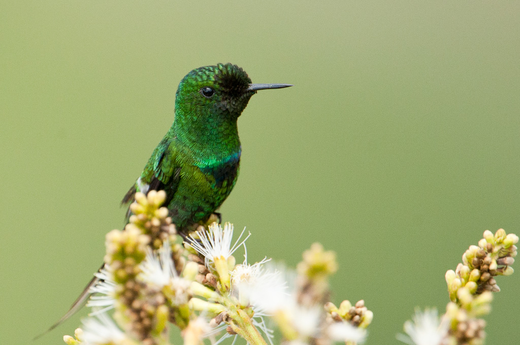 Coquette à queue fine, vallée de TandayapaGreen Thorntail, Tandayapa Valley