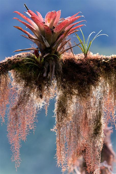 Bromeliacées, vallée de TandayapaBromeliads, Tandayapa Valley