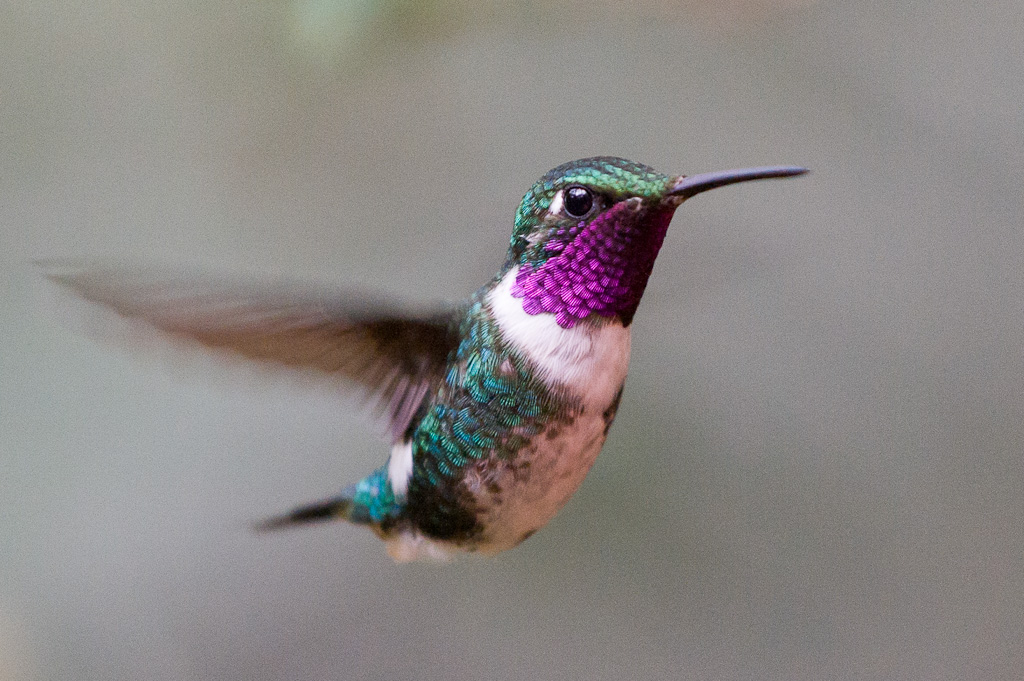Colibri de Mulsant, vallée de TandayapaWhite-bellied Woodstar, Tandayapa Valley