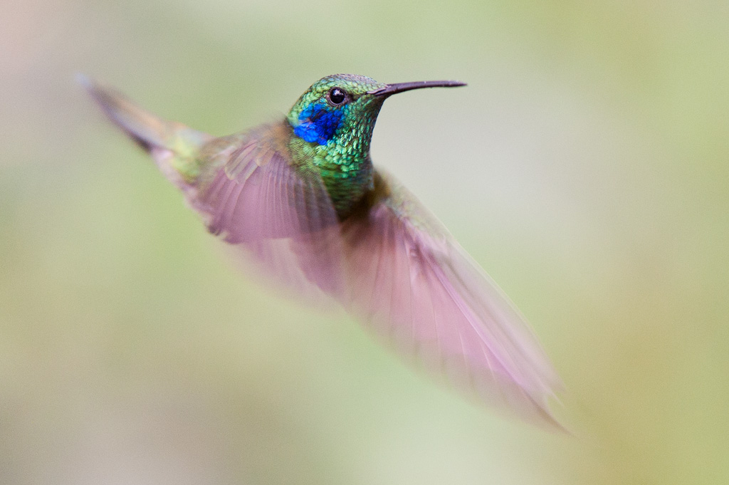 Colibri thalassin, vallée de TandayapaGreen Violetear, Tandayapa Valley