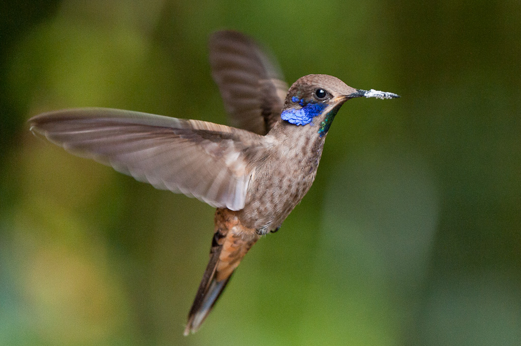 Colibri de Delphine, vallée de TandayapaBrown Violetear, Tandayapa Valley