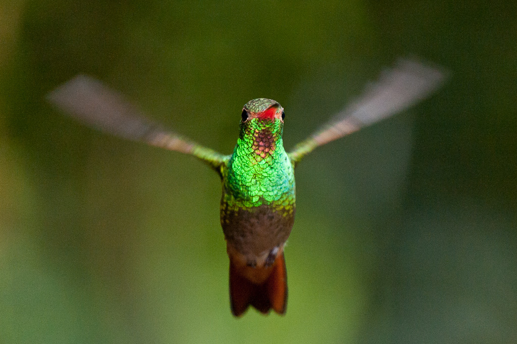 Ariane à ventre gris, vallée de TandayapaRufous-tailed Hummingbird , Tandayapa Valley