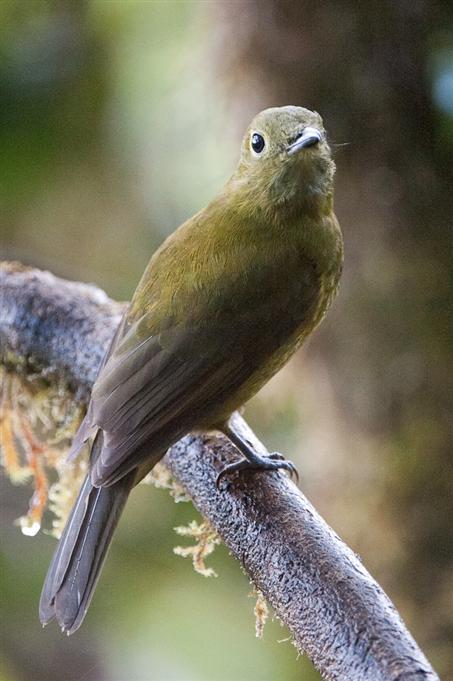 Cotinga olivâtre, vallée de TandayapaOlivaceous Piha, Tandayapa Valley