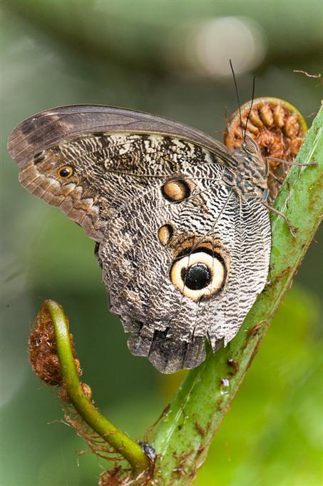 Papillon hibou, Rio PachijalOwl Butterfly, Rio Pachijaly