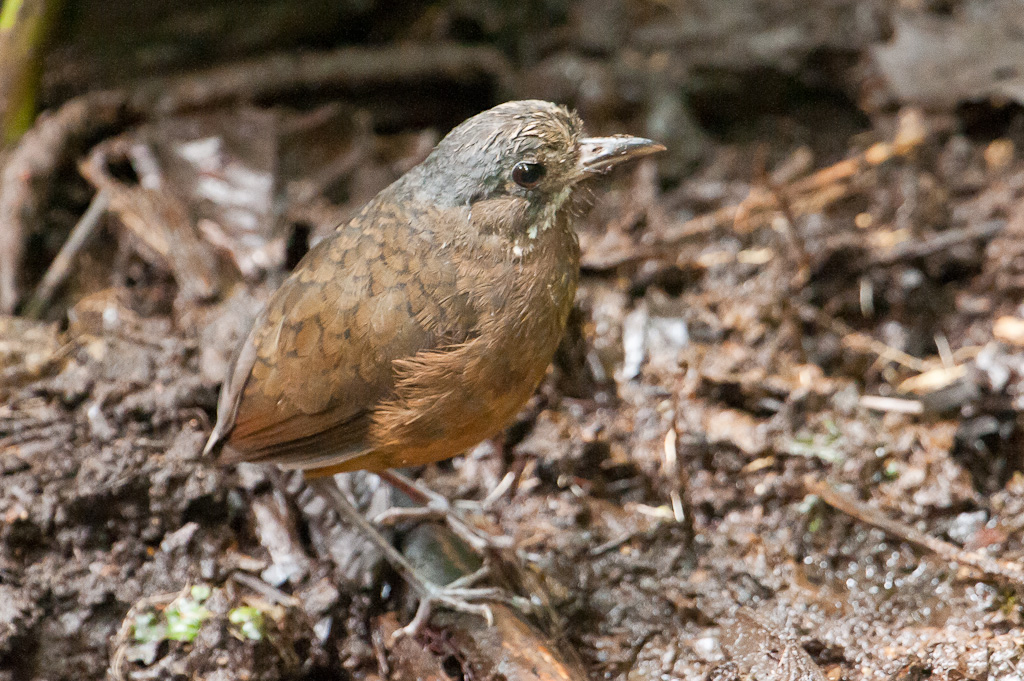 Grallaire à moustaches, NanegalitoMoustached Antpitta, Nanegalito