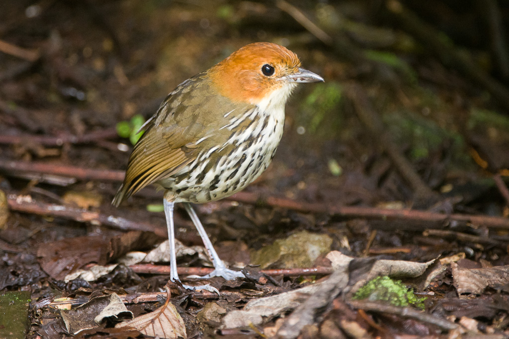 Grallaire à tête rousse, vallée de TandayapaChestnut-crowned Antpitta, Tandayapa Valley