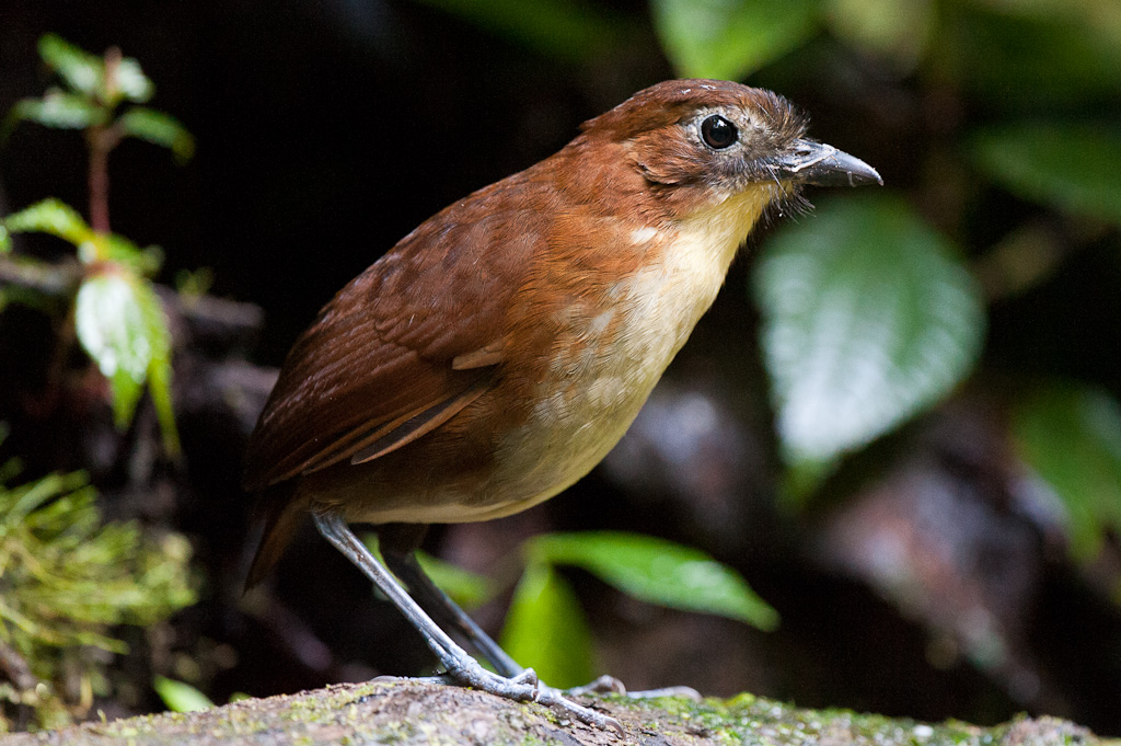 Grallaire à poitrine jaune, NanegalitoYellow-breasted Antpitta, Tandayapa Valley