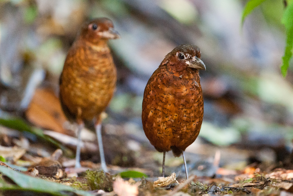 Grallaires géantes, NanegalitoGiant Antpittas , Tandayapa Valley