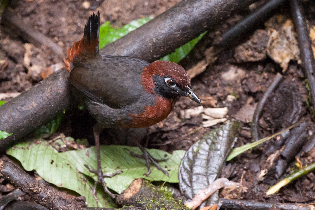 Tétéma à poitrine rousse, NanegalitoRufous-breasted Antthrush, Nanegalito