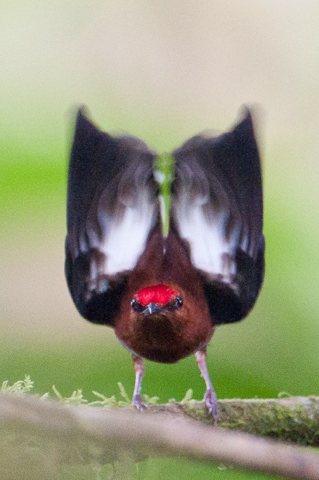 Manakin à ailes blanches, l'un des rares oiseaux au monde capable de produire un son comparable à celui d'un violon en faisant vibrer à haute fréquence ses rémiges secondaires, MilpeClub-winged Manakin, one the few birds in the world able to produce a violin-like sound with its secondary remiges vibrating at high frequency, Milpe