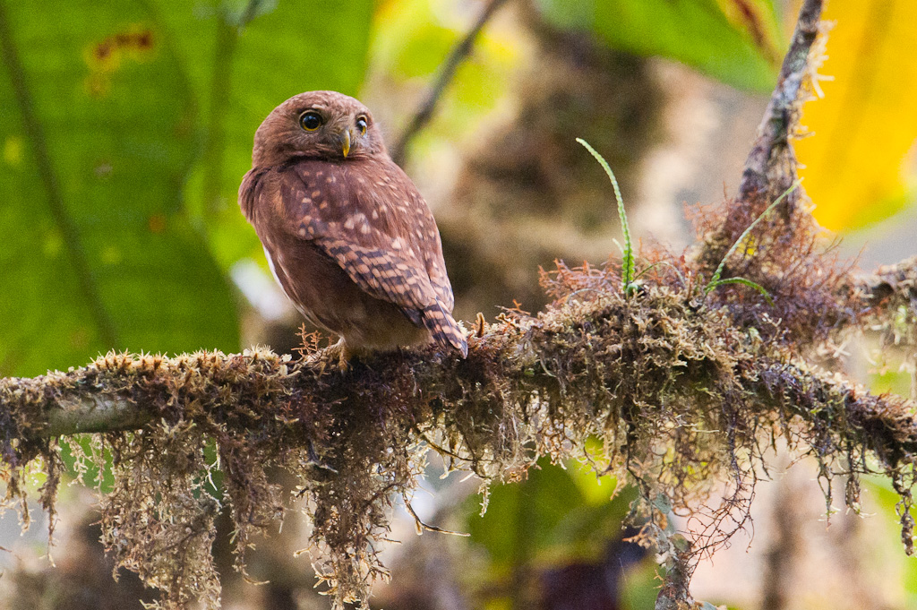 Chevêchette des nuages, NanegalitoCloud-forest Pygmy-Owl, Nanegalito