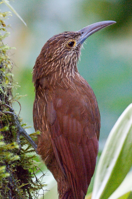 Grimpar géant, MilpeStrong-billed Woodcreeper, Milpe