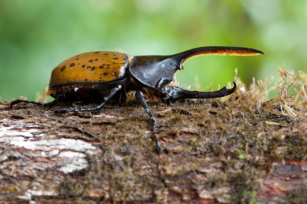 Dynaste Hercule, mâleMale of Hercules Beetle